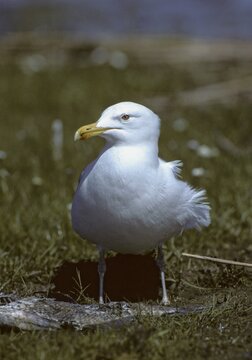 Herring gull, Larus argentatus, herring gull, birds, breeding plumage, brood dress, charadriiformes, gulls, high size, portrait format, ingestion, limikolen, seagulls, food intake, magnificent dress, birds