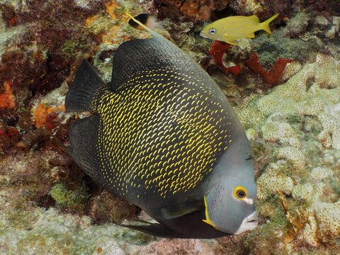 Large, dark grey tropical fish with yellow spots, French angelfish (Pomacanthus paru), swimming over a coral reef. Dive site John Pennekamp Coral Reef State Park, Key Largo, Florida Keys, Florida, USA