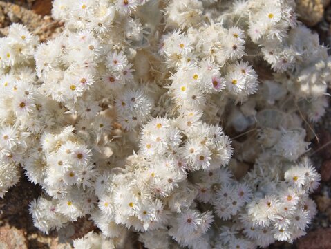 Helichrysum (Helichrysum roseoniveum), Namibia, Africa