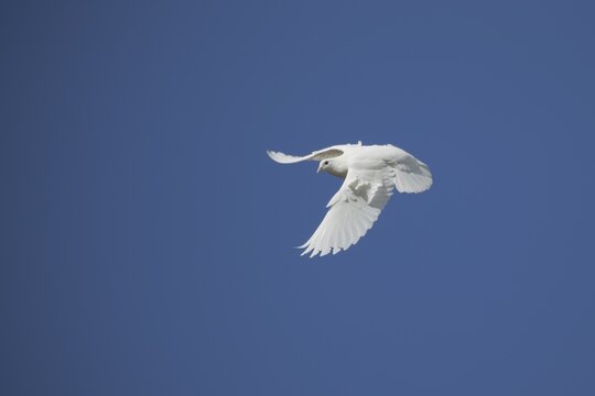 White dove (Streptopelia risoria) in flight, Suffolk, England, United Kingdom