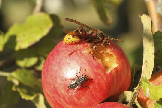 European hornet (Vespa crabro) licks juice from the wound of a ripe apple, size comparison with grey Sarcophaga carnaria Lower Austria, Austria, Europe, Lower Austria, Austria