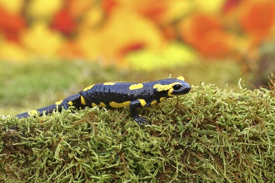 Fire salamander (Salamandra salamandra), running over moss in autumn forest, Indian summer, Wildlife, North Rhine-Westphalia, Germany