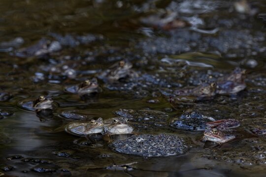 The colouring of grass frogs (Rana temporaria) is very variable, the colour spectrum ranges from brown, orange, reddish to blue tones, while greenish specimens are rare, spawning balls, spawning clumps, spawning time, Denmark