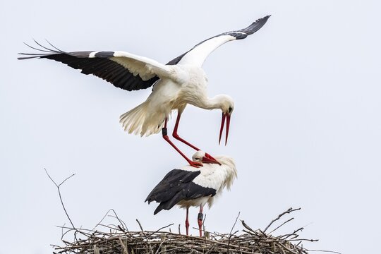White stork at nest during mating, pair, Ciconia ciconia, Lake L&uuml;tzelsee, Canton of Zurich, Switzerland