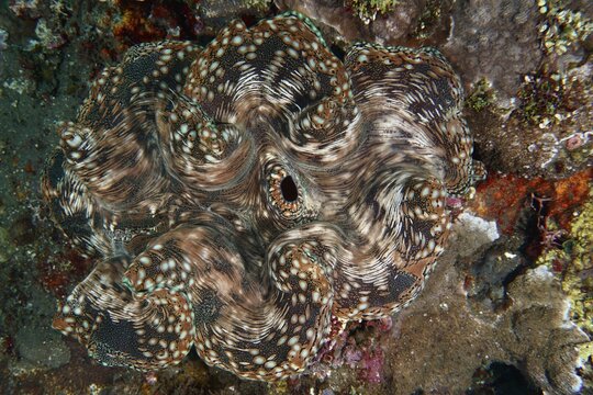 A giant clam, also known as the &lsquo;killer clam' (Tridacna squamosa), with a unique pattern, visible on the seabed at the USAT Liberty dive site, Tulamben, Bali, Indonesia