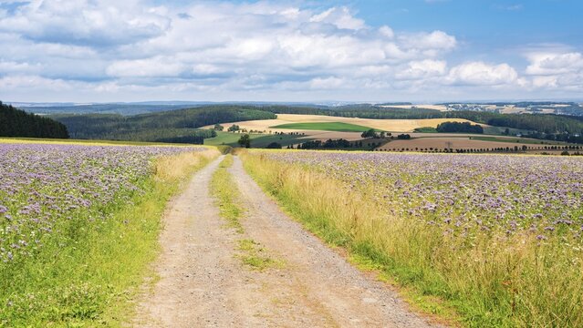 Field path through fields with flower strips under blue sky with clouds, Erzgebirge, Saxony, Germany