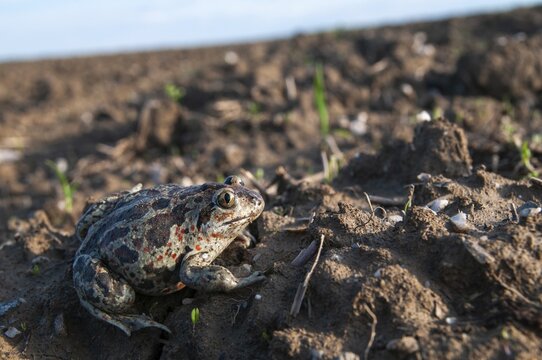 Common spadefoot, garlic toad, pelobates fuscus, field, amphibians, amphibians, agriculture, amphibians, toads