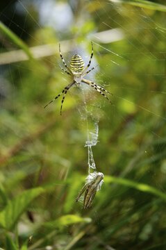 Black and yellow Ariope ( Argiope bruennichi) sitting in spider net with wrapped grasshopper for prey