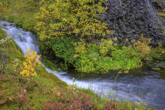 Colourful autumn colours at a small waterfall with basalt columns, Vesturdalur in Asbyrgi NP, Nor&eth;urland eystra, Iceland