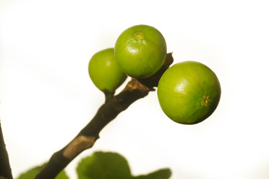 Young figs with leaves on white background