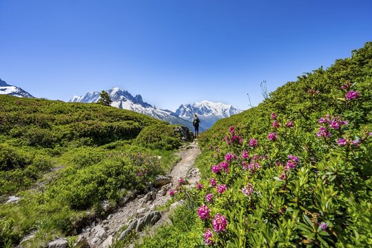 Mountaineer on hiking trail with alpine roses, mountain panorama with glaciated mountain peaks, Aiguille Verte with Aiguille du Midi and Mont Blanc, hike to Aiguillette des Posettes, Chamonix, Haute-Savoie, France