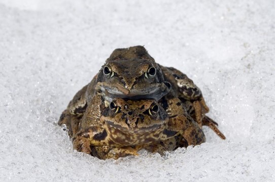 Frogs (Rana temporaria) in the snow