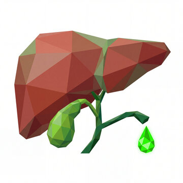 3D low poly illustration of a human liver and gallbladder showing bile secretion