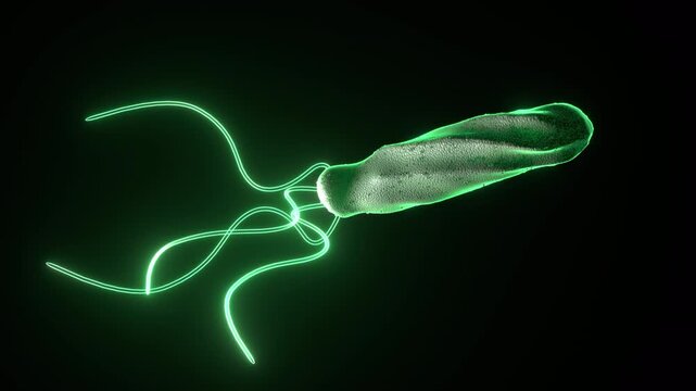 Helicobacter Pylori Bacteria Navigating 3D Animation Endless Loop