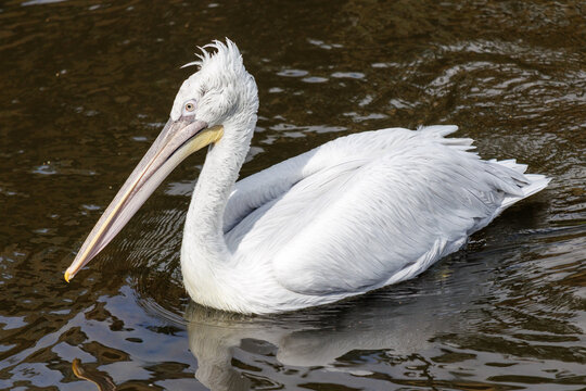 White pelican floats calmly on dark water