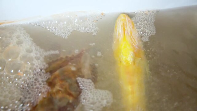 Cleaning the seafood inside the white plastic container