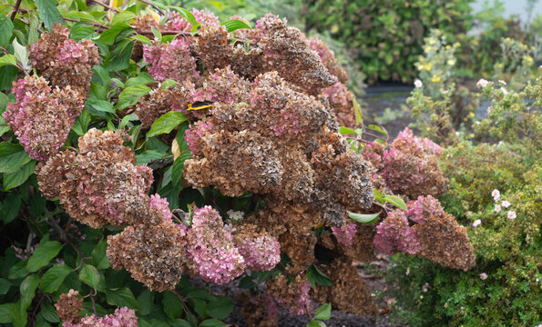 Hortensia, Hydrangea paniculata
