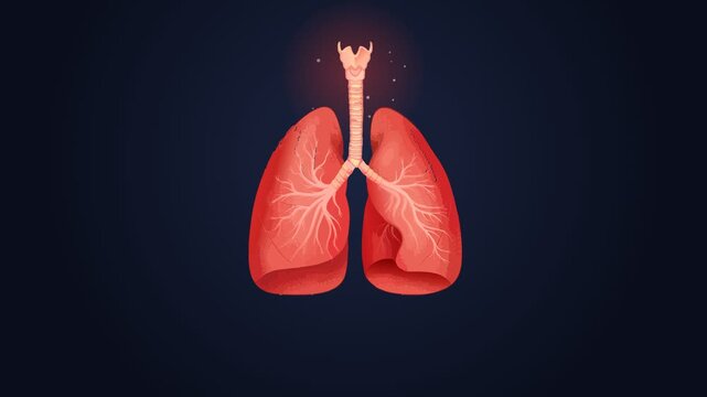 3D Illustration of Human Lungs and Respiratory System