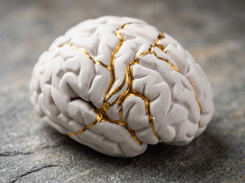 Detailed anatomical representation of human cerebral cortex and brain convolutions placed on sleek minimalist surface.