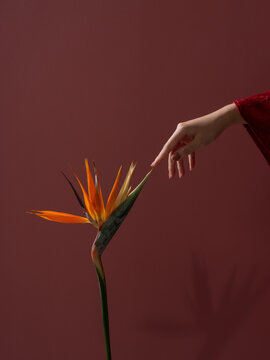 Bird of Paradise Flower Touch