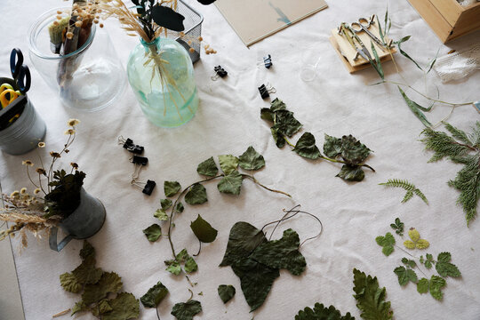 Botanical Materials Arranged on a White Table for Cyanotype