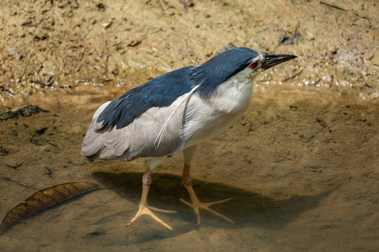 A Black-crowned Night Heron (Nycticorax nycticorax) found on every continent except for Antarctica and Australia.