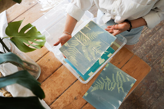 Sorting Cyanotype Fern Prints