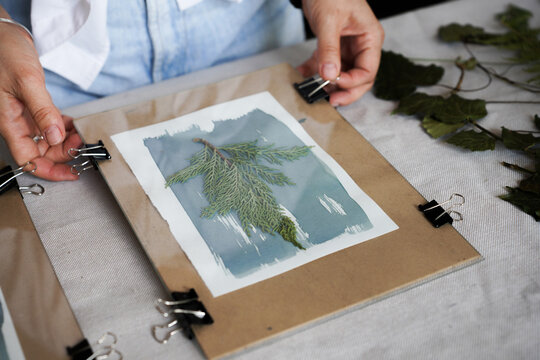Securing a Botanical Cyanotype Print with Clips