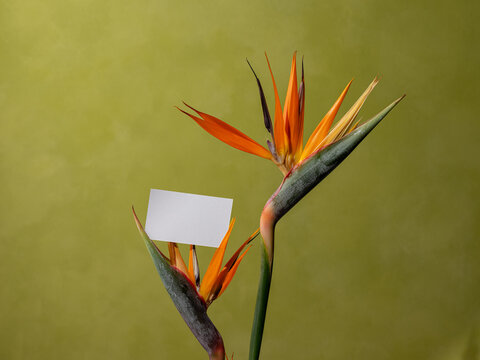 Bird of Paradise Flower Note