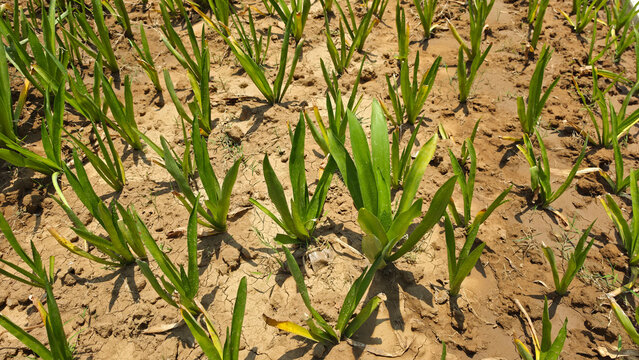 Oncidium Kampangsan White orchid plant growing in dry, slightly cracked soil, showing green foliage and natural ground texture in a tropical garden environment.