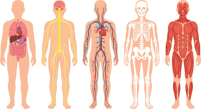 Human Body Systems Vector Illustration Set with Internal Organs Nervous Circulatory Skeletal and Muscular Structures