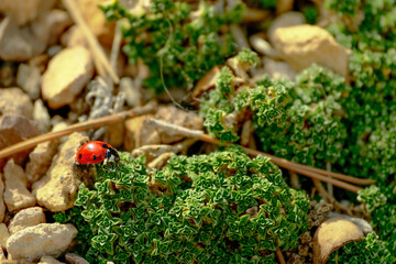 Seven-spot ladybird crawling on succulent groundcover © Juan Oliveira