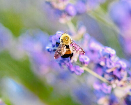 Bumblebee pollinating purple lavender flowers in a garden