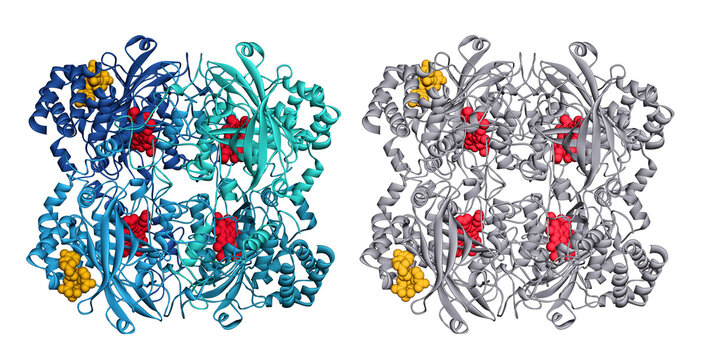 Human catalase tetramer peroxisomal enzyme, protein secondary structures (alpha helices and beta sheets), active site heme groups (red), and NADPH cofactors (yellow). 3D render