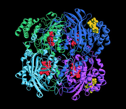 Human catalase tetramer peroxisomal enzyme, protein secondary structures (alpha helices and beta sheets), active site heme groups (red), and NADPH cofactors (yellow). 3D render