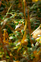 Fox squirrel nibbling food among green shrub leaves © Juan Oliveira