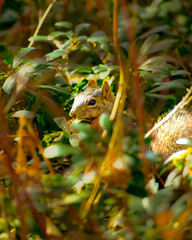 Fox squirrel peeking through green garden leaves © Juan Oliveira