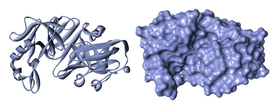 Pepsin endopeptidase molecule, a major digestive enzyme and aspartic protease secreted by the chief cells in the stomach. 3D render