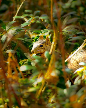 Fox squirrel peeking through green garden leaves