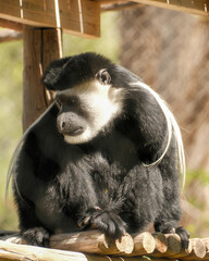Mantled guereza colobus monkey resting on a wooden platform © Juan Oliveira