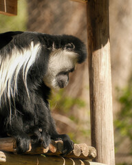 Mantled guereza colobus monkey with flowing white mane © Juan Oliveira