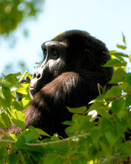 Western lowland gorilla face framed by leaves © Juan Oliveira