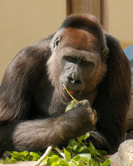 Western lowland gorilla chewing on a twig © Juan Oliveira