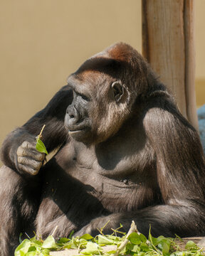 Western lowland gorilla holding a leafy branch