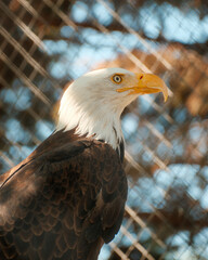 Bald eagle profile portrait looking upward © Juan Oliveira