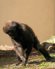 Juvenile western lowland gorilla walking with mouth open © Juan Oliveira