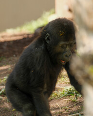 Juvenile gorilla peeking through tall grass © Juan Oliveira