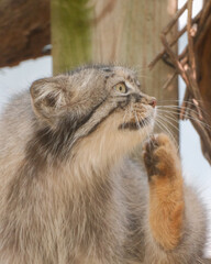 Pallas's cat raising a paw while looking up © Juan Oliveira
