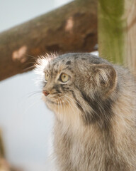Pallas's cat looking upward in profile © Juan Oliveira