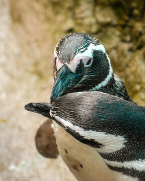 Magellanic penguin preening its feathers